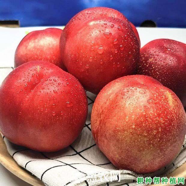 最新油桃品种介绍，小巷中的味觉盛宴