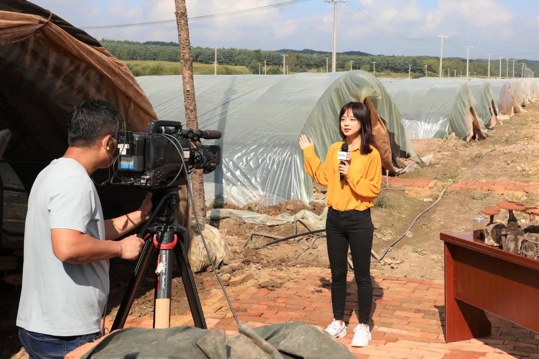 中央8台电视直播观看指南及直播内容解析