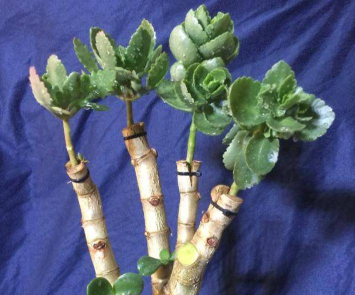 嫁接杏树新技巧，教程视频带你探索自信与成就感，共创未来园艺新篇章！