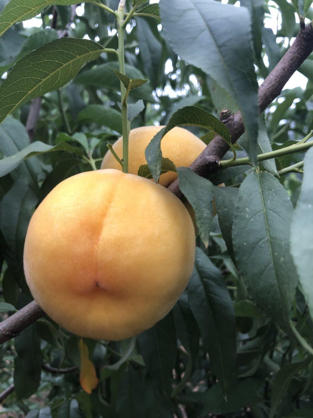 最新黄桃品种推荐，小巷中的甜蜜秘境探索