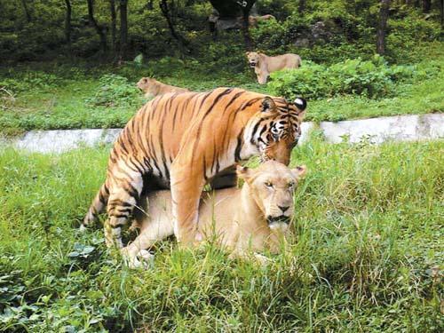 最新狮虎对决视频，观点论述与精彩瞬间回顾