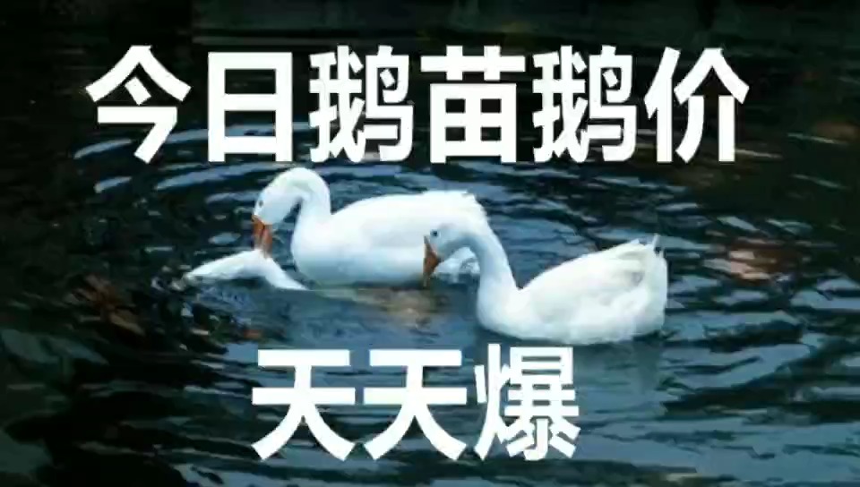 生鹅价格最新行情深度论述与分析