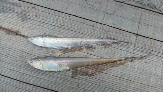 盘锦河刀鱼价格行情深度解析，小巷鱼味秘境的探寻