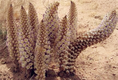 小红书揭秘，内蒙古肉苁蓉价格大公开！