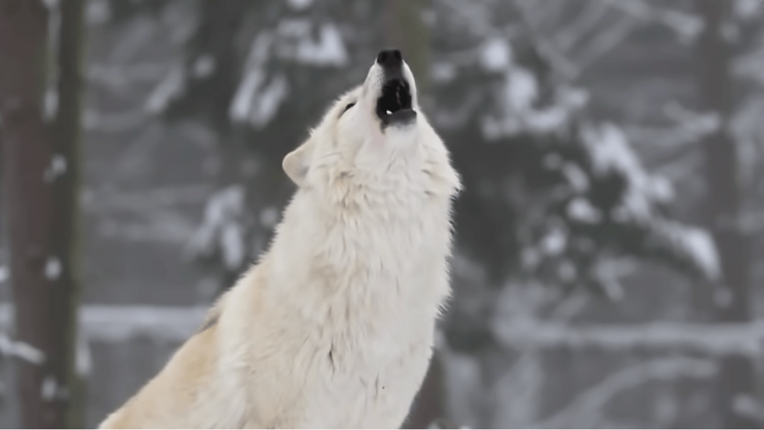 狼嚎电影，野性与深情的探索之旅