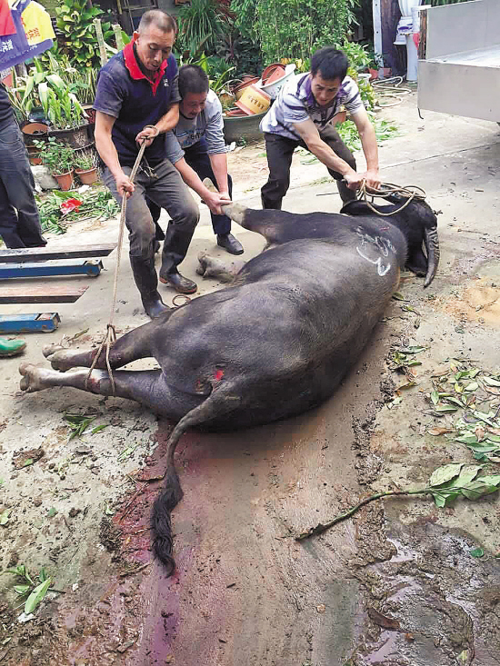 最新水牛撞击事件揭秘，背后的故事与深刻教训