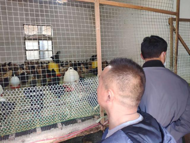 揭秘养鸡上市企业的内幕,你所不知道的故事🐓