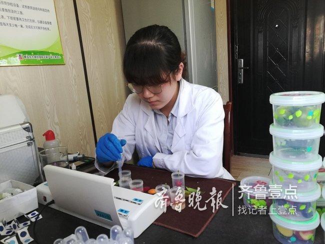 今日西瓜价格走势分析，最新动态与趋势预测