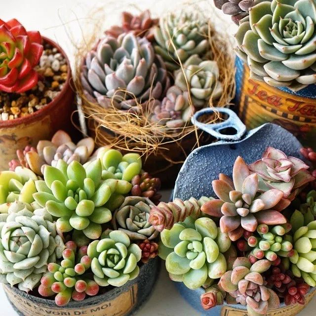 最新多肉植物品种集锦，多样性与选择的魅力