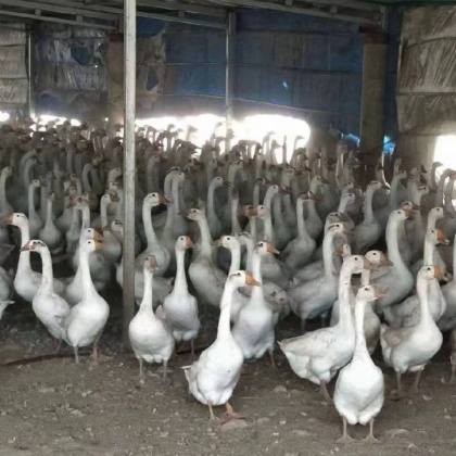 物联网设备研发 第276页