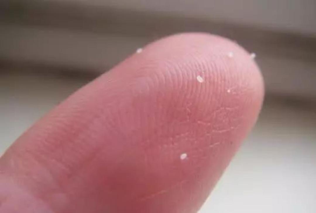 宠物医院体外驱虫价格详解与分析