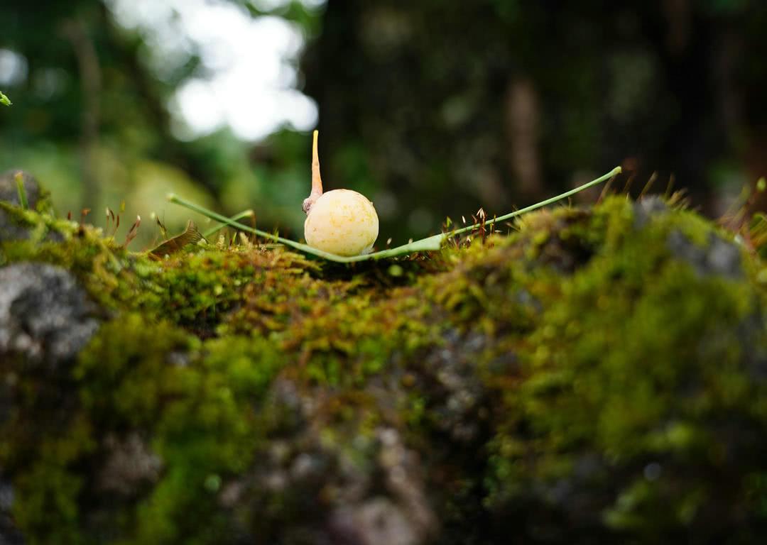 银杏果价格揭秘，一斤究竟多少钱？