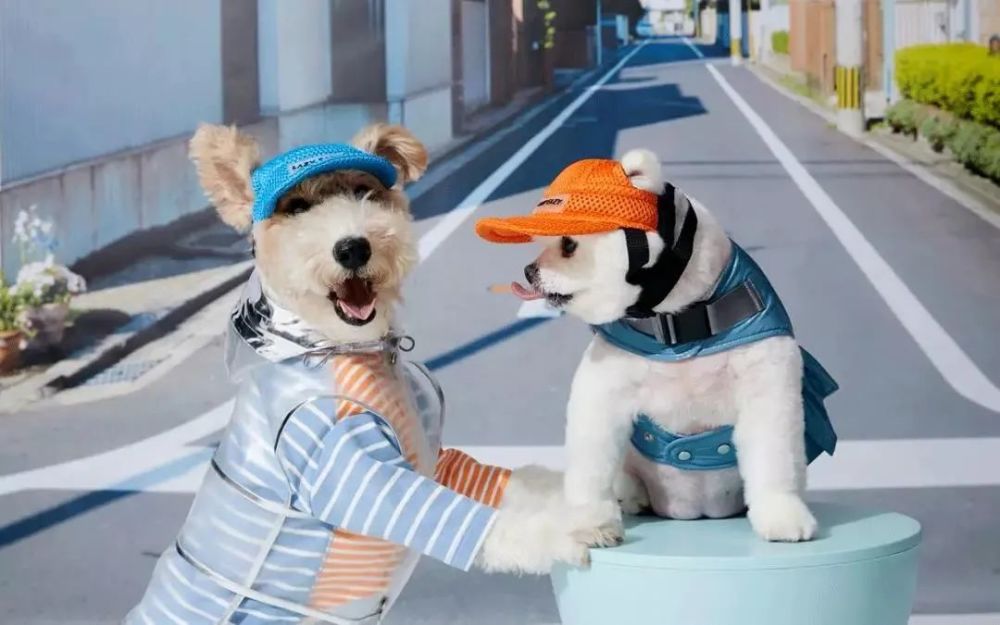 最新潮流宠物，与自然共舞的心灵平静之旅