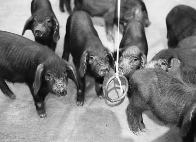 物联网设备研发 第262页