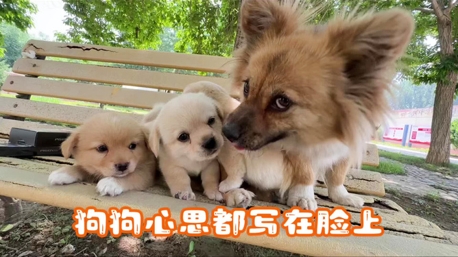 小奶狗动漫，体验高科技时代风潮，感受前沿科技魅力