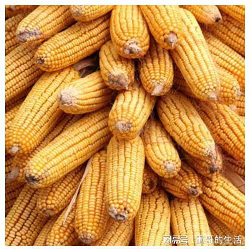 玉米今日价格分析，市场走势下的多元观点探讨