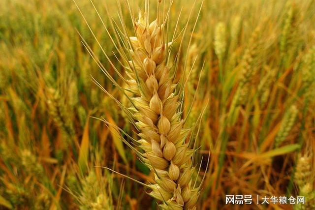 智能科技重塑粮食市场，今日小麦价格引领智能交易新时代开启