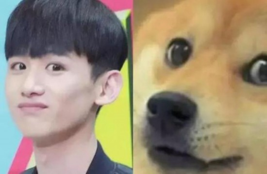 🌟明星脸狗揭秘，神秘犬界中的星相面孔✨