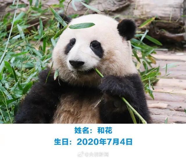 萌兰大熊猫最新萌态视频，展现自信与成就感的成长之旅