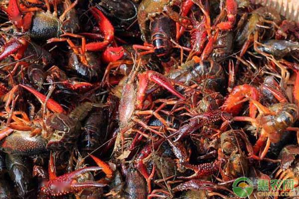 今日龙虾行情，火热来袭，市场火爆！