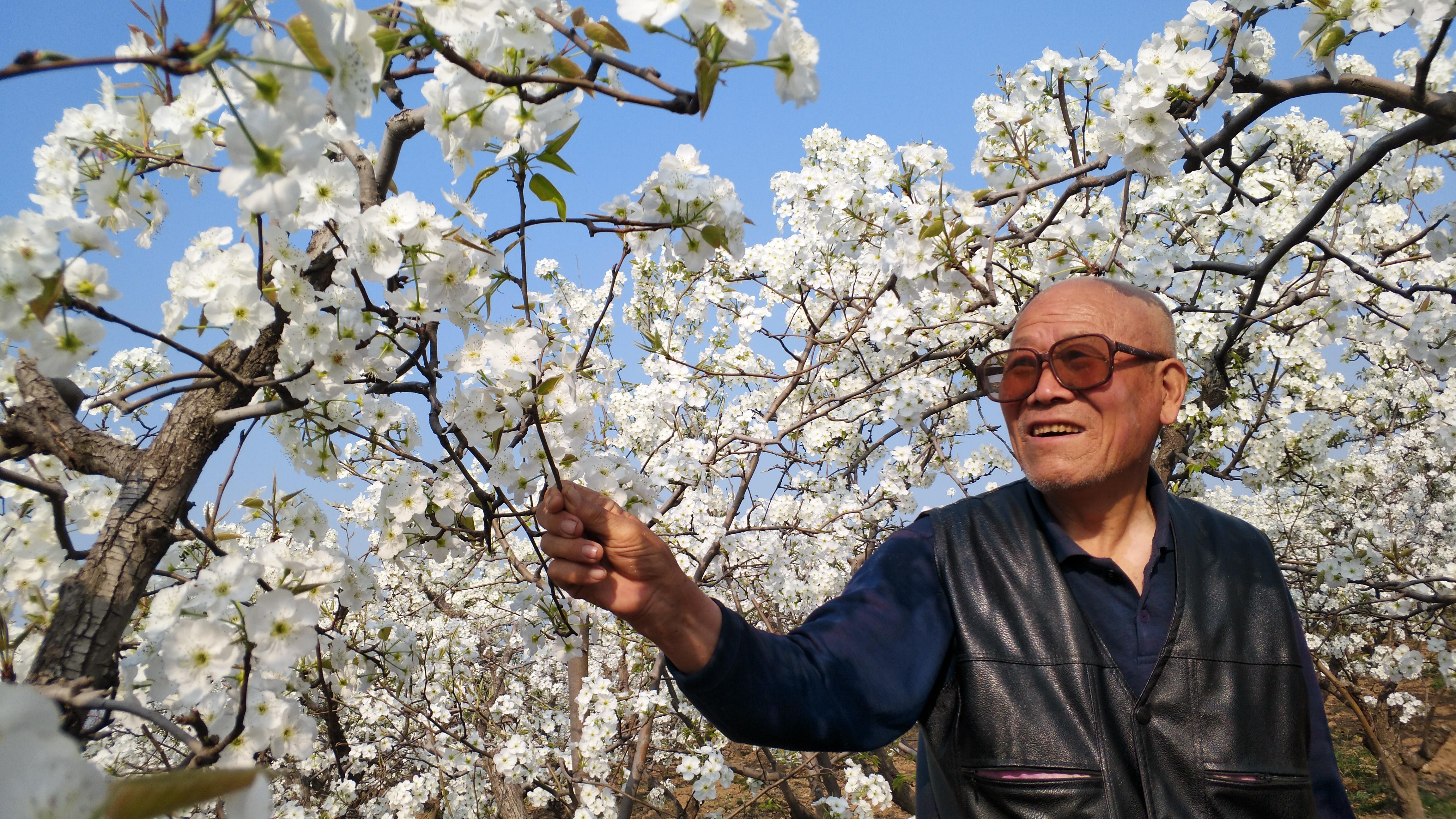 酥梨行情解析与把握策略，全面指南