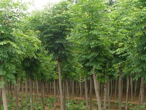 白蜡树苗成长故事与励志之旅，探寻价格背后的故事与成长价值