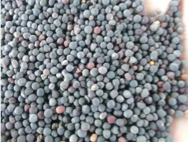 江苏油菜籽最新价格