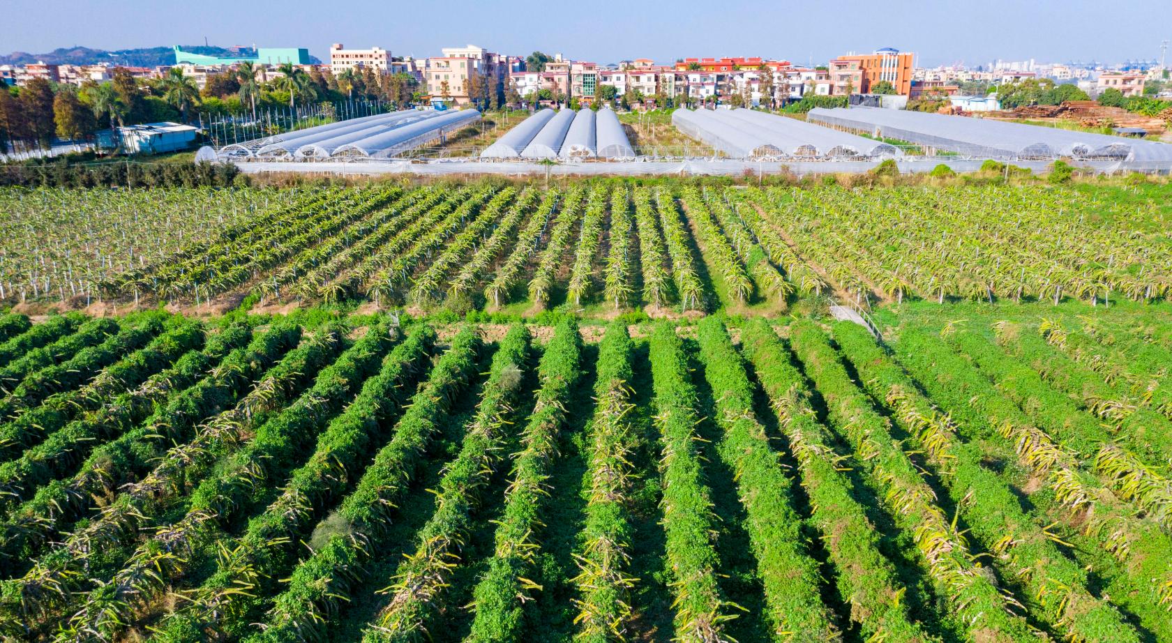 爆款来袭,2025最新菜肴全球风靡