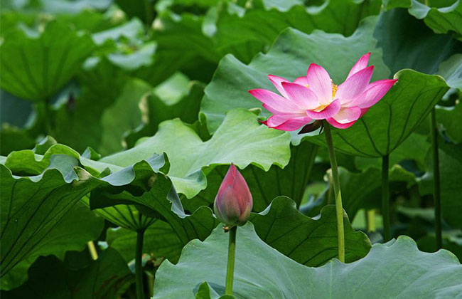 荷花最新价格,价值与成长奇迹的绽放之路