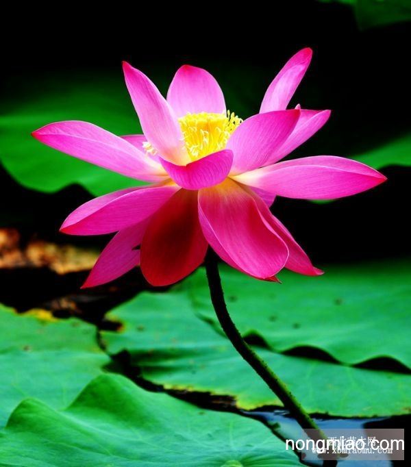 荷花最新价格,价值与成长奇迹的绽放之路