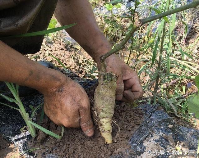 葛根最新价格背后的友情与陪伴温馨故事