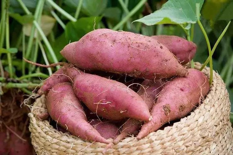 地瓜情缘,最新价格与家的温馨日常