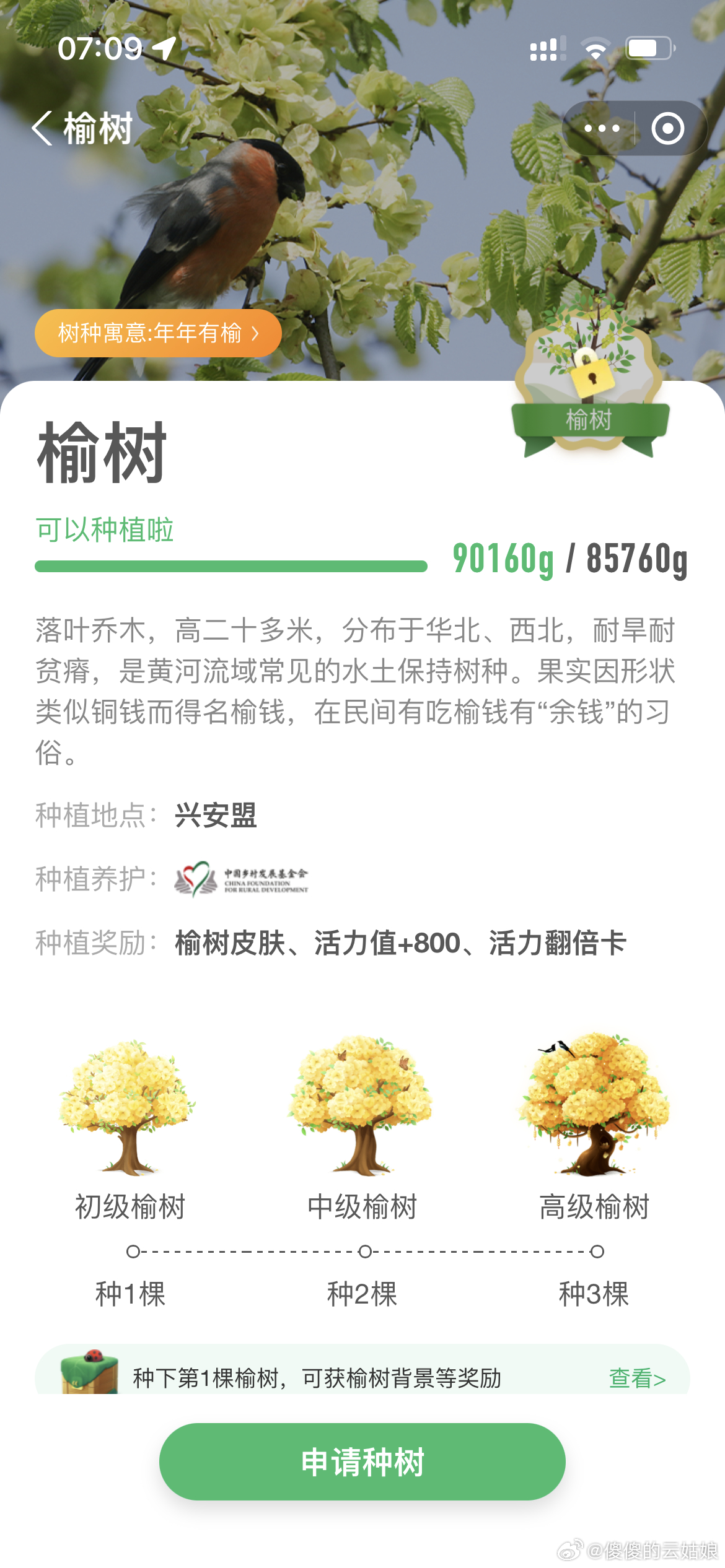 榆树最新价格及购买指南