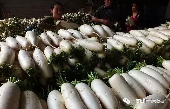 芹菜最新行情与心灵之旅,探寻平和与宁静的自然美景