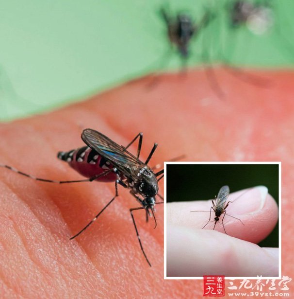 夏夜蚊子新闻,风波中的友情与爱传递