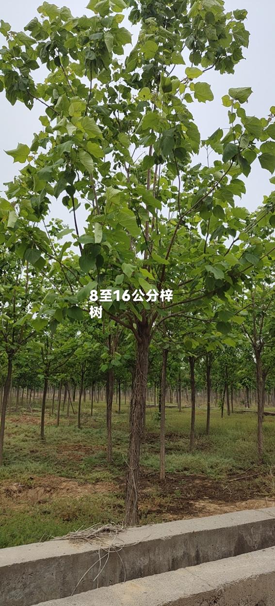最新梓树求购，开启自然美景探索之旅