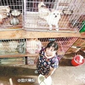 重庆领养最新动态，趋势、变化及要点全面解读
