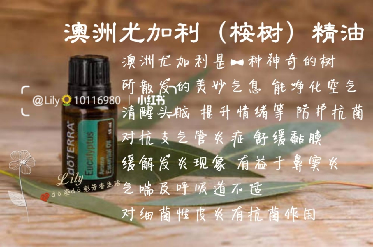 桉树油背后的温馨友情故事