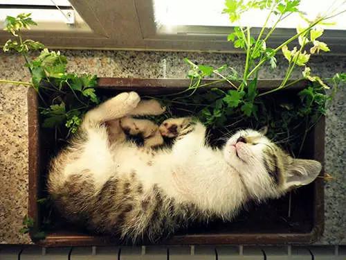 春天猫最新指南，养猫新手入门攻略