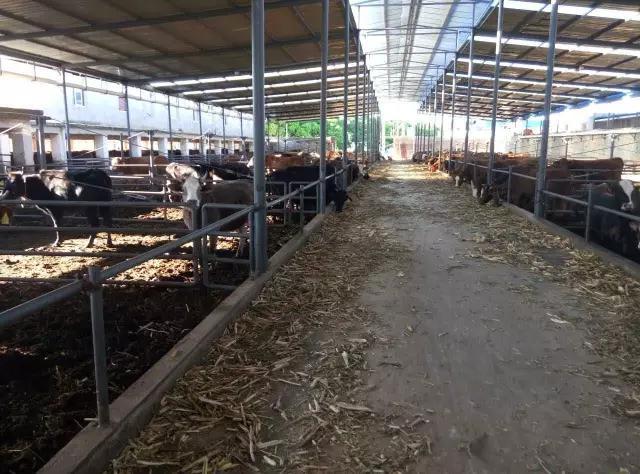 最新牛舍图片,现代科技与人道关怀在畜牧业中的体现