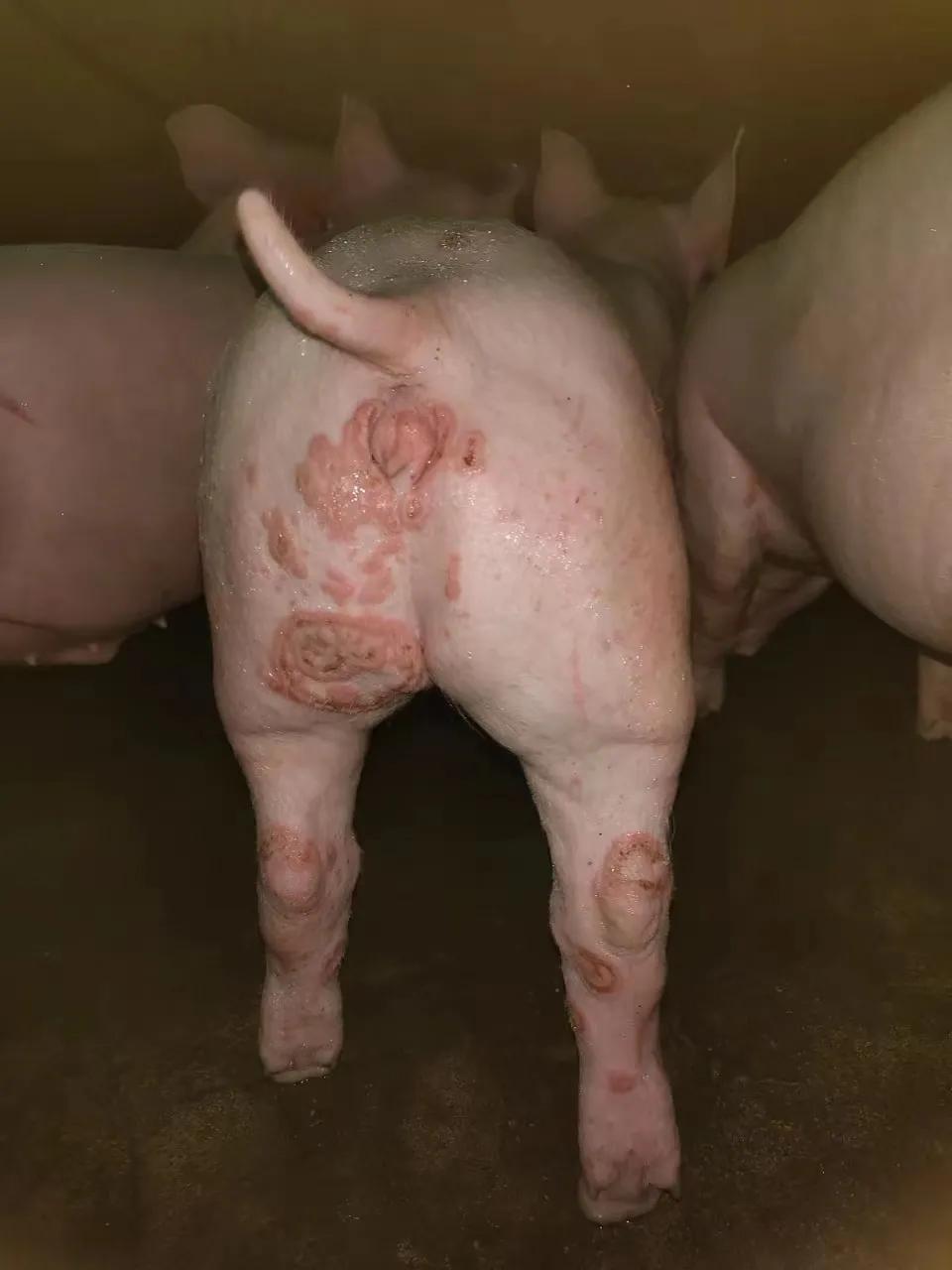 动物摄影艺术，猪的图片展现自然之美与摄影魅力