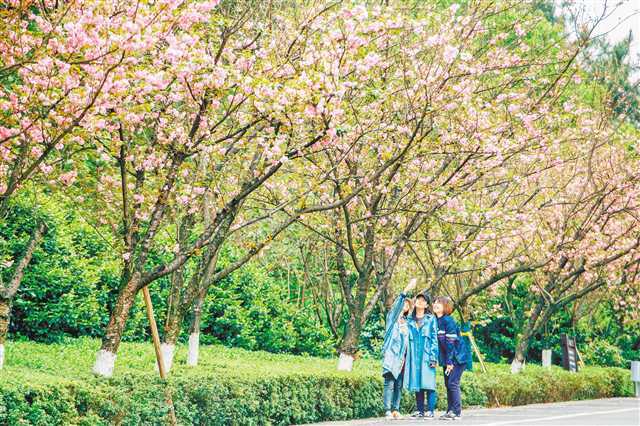 重庆最新赏花之旅，寻找内心平静的赏花之旅