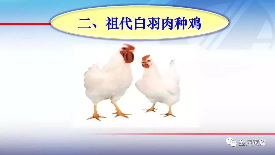 最新肉鸡新闻热议，行业发展的观点碰撞与个人立场探讨