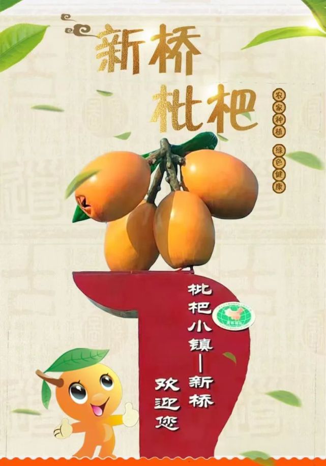 最新摘枇杷，品味与市场双重考量下的收获体验