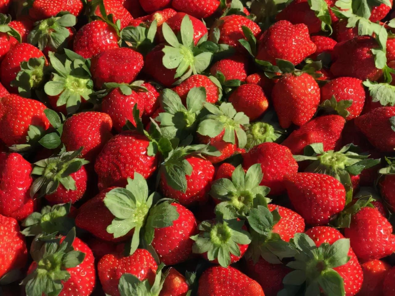 草莓园的夏日摘果乐趣，最新摘草莓体验🍓
