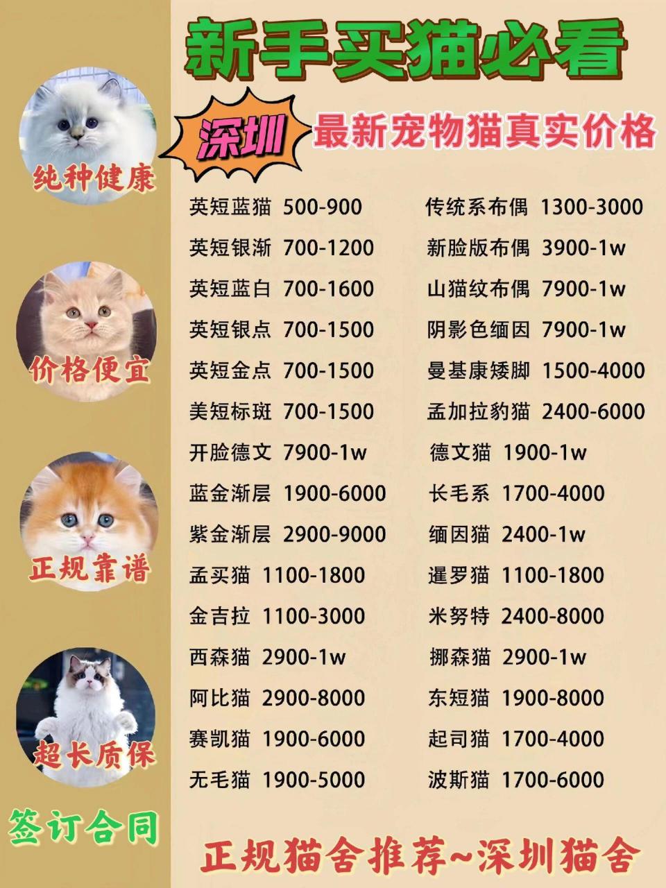 猫最新行情深度解析，繁荣背后的故事