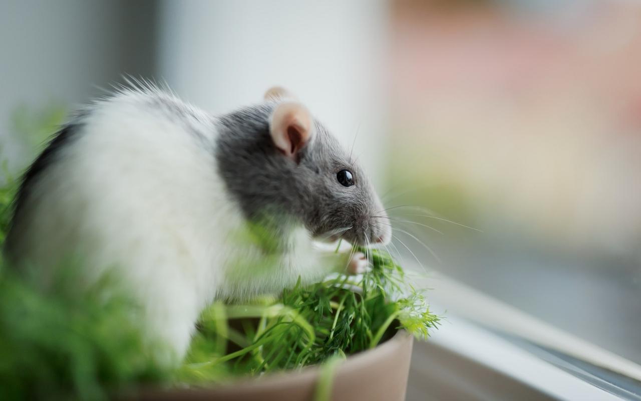 探索老鼠世界奥秘,最新图片大放送