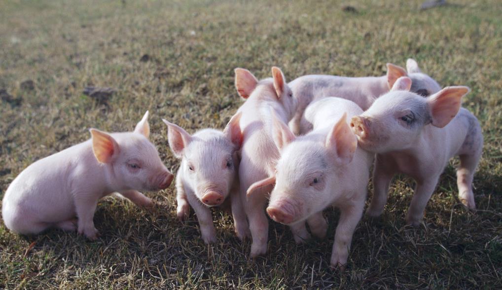 山东猪市行情详解与获取分析指南,最新市场动态及步骤指南