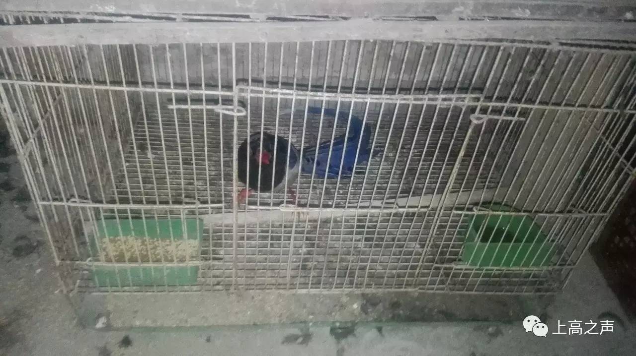 法律视野下的最新画眉鸟案探讨