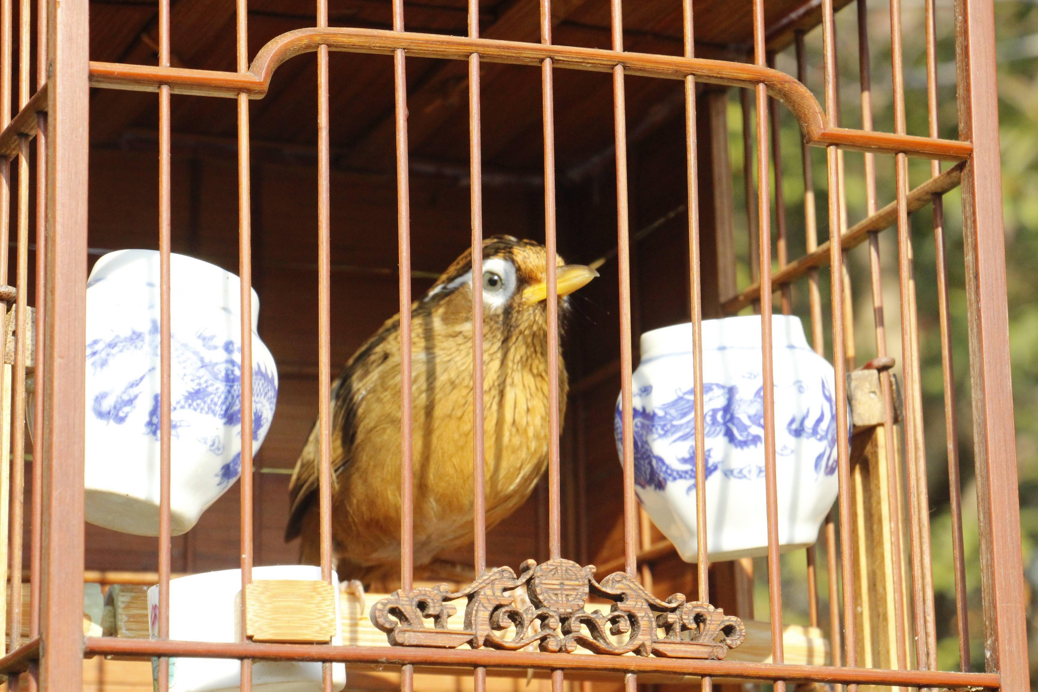 法律视野下的最新画眉鸟案探讨